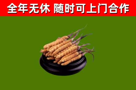 西林县烟酒回收冬虫夏草.jpg